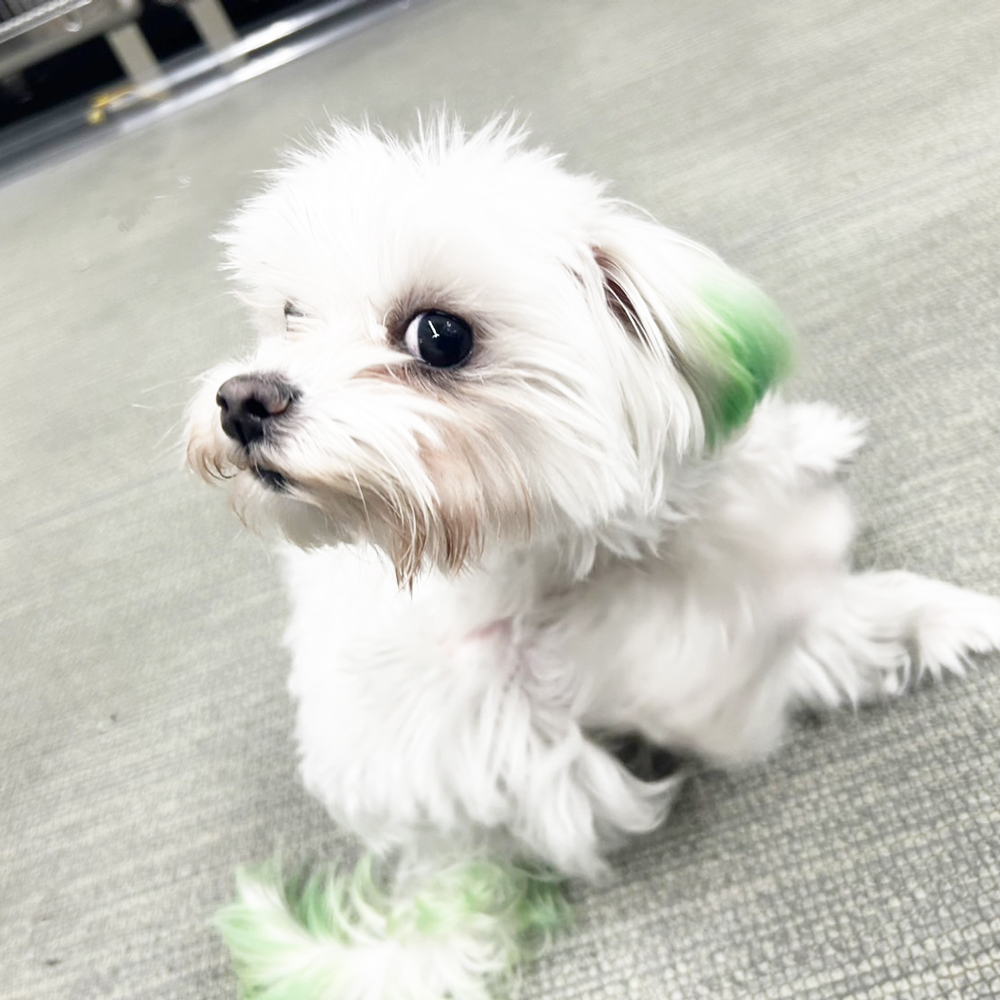 生徒が撮影したモデル犬♪②